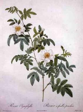 Rosa clynophylla, engraved by Chapuy, from 'Les Roses' 1817-24 ou