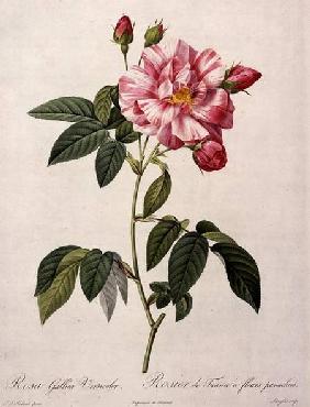 Rosa gallica versicolor (French rose), engraved by Langlois, from 'Les Roses' 1817-24 ou
