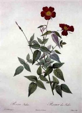 Rosa indica, engraved by Chapuy, from 'Les Roses' 1817-24 ou