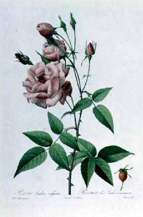 Rosa Indica Vulgaris, engraved by Bessin, from 'Les Roses', Vol II 1821 oured