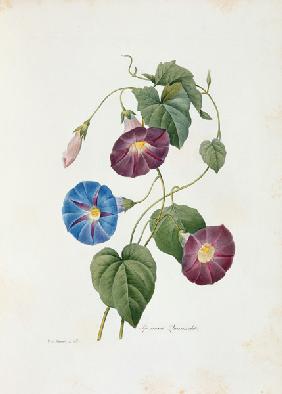 Trichterwinde ( Ipomoea )