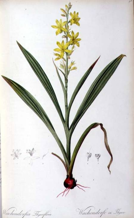 Wachendorfia Thyrsiflora, from 'Les Liliacees' von Pierre Joseph Redouté