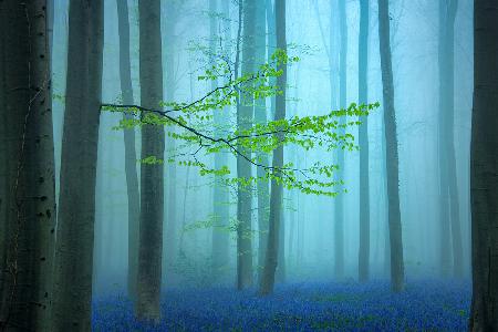 Blauer Wald....