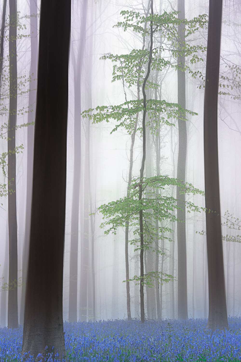 foggy forest .... von Piet Haaksma