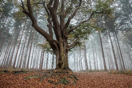 nebliger Morgen im Wald ....