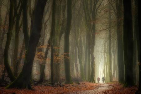 Spaziergang im Wald der tanzenden Bäume.