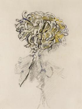 Chrysanthemum 1906