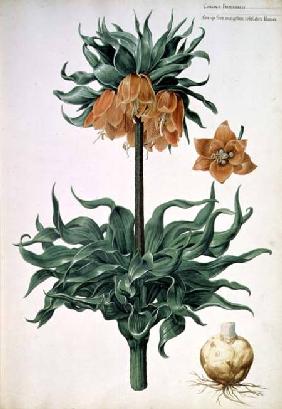 Fritillaria imperialis c.1630