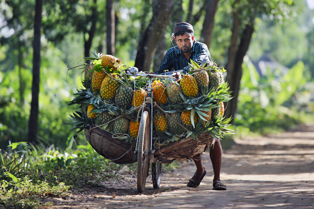 Ananasverkäufer kommen mit mit Ananas beladenen Fahrrädern auf einen Markt von Pinu Rahman