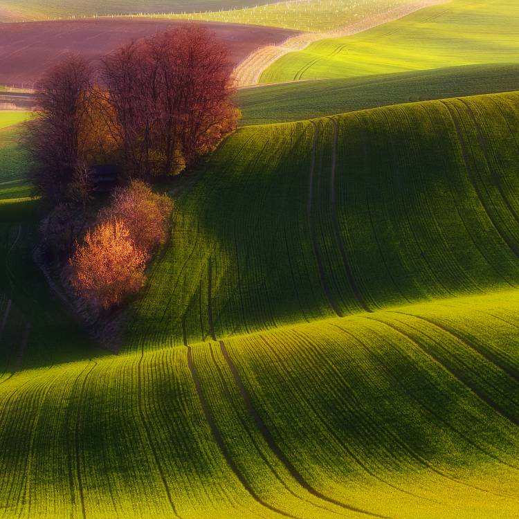 Green fields von Piotr Krol (Bax)