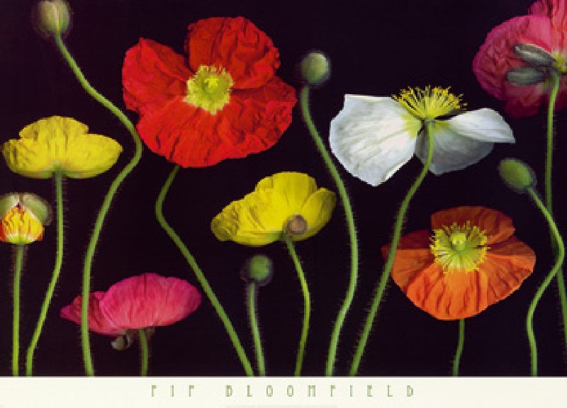 Poppy Garden II von Pip Bloomfield
