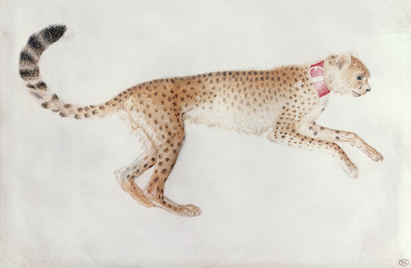 Bounding cheetah with a red collar (w/c on parchment) von Pisanello