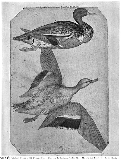 Ducks, from the The Vallardi Album (pen and ink and w/c on paper) von Pisanello