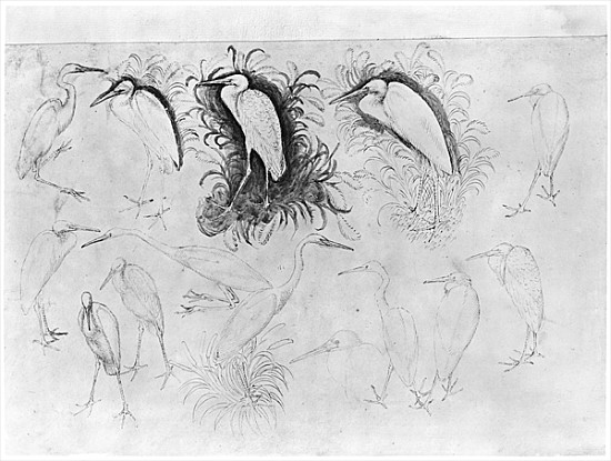 Fourteen egrets, from the The Vallardi Album (pen, ink & w/c on paper) von Pisanello
