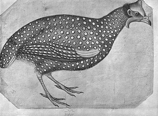 Guinea Fowl, from the The Vallardi Album (pen and ink and w/c on paper) von Pisanello