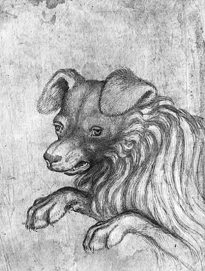 Head of a dog, from the The Vallardi Album von Pisanello