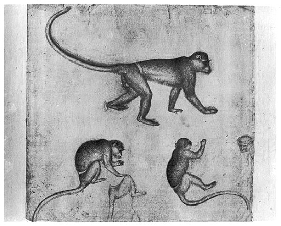 Monkeys, from The Vallardi Album von Pisanello