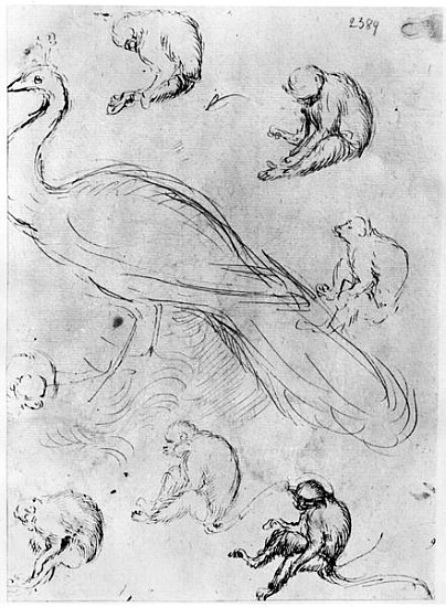 Peacock and Six Monkeys, from The Vallardi Album von Pisanello