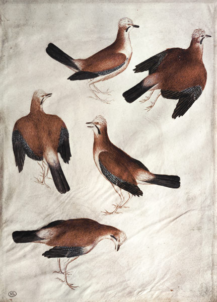 Five Jays von Pisanello
