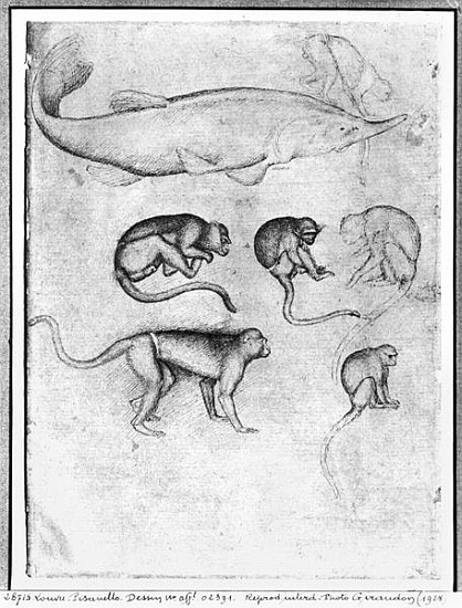 Six Monkeys and a Sturgeon, from The Vallardi Album von Pisanello