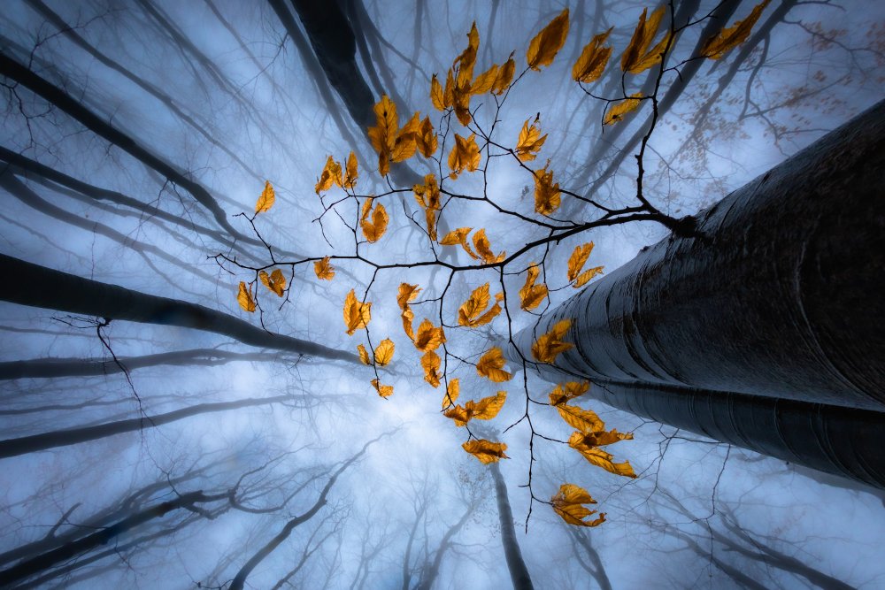 Herbstblätter von Plamen Penov