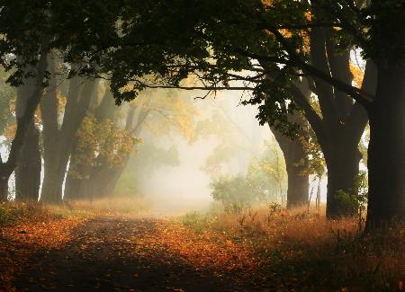 Herbst in Polen