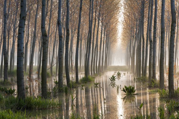 Rains of Spring von Raffaele Spettoli