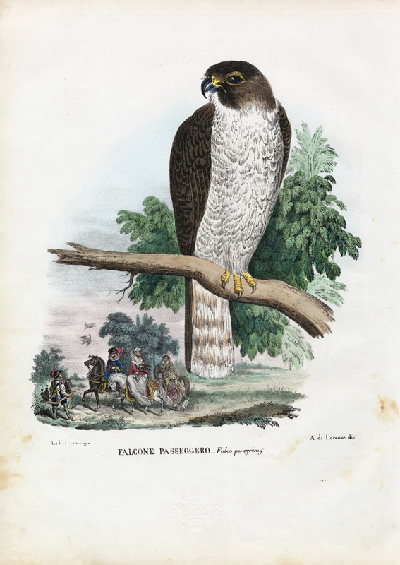 Peregrine Falcon von Raimundo Petraroja