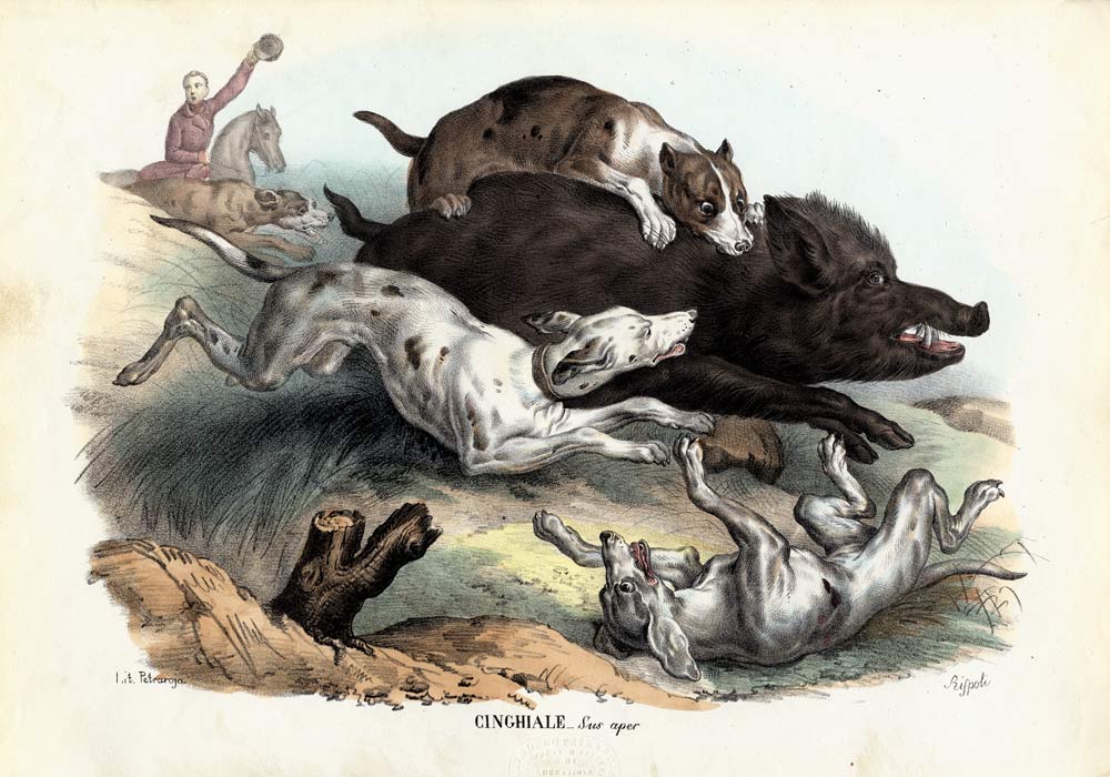 Wild Boar von Raimundo Petraroja