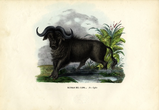 African Buffalo von Raimundo Petraroja