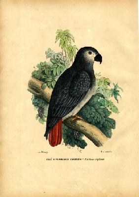 African Grey Parrot 1863-79