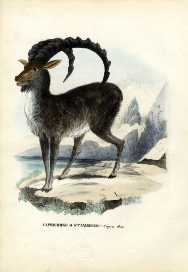 Alpine Ibex von Raimundo Petraroja