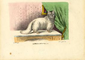 Angora Cat 1863-79