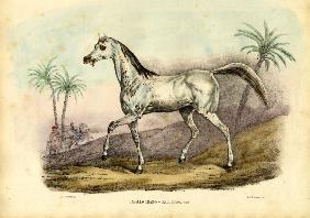 Arab Horse 1863-79