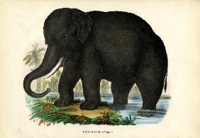Asian Elephant 1863-79