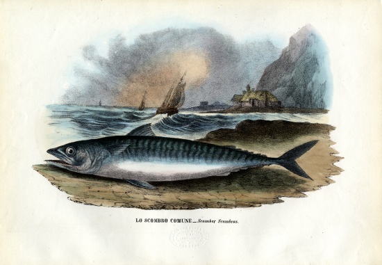 Atlantic Mackerel von Raimundo Petraroja