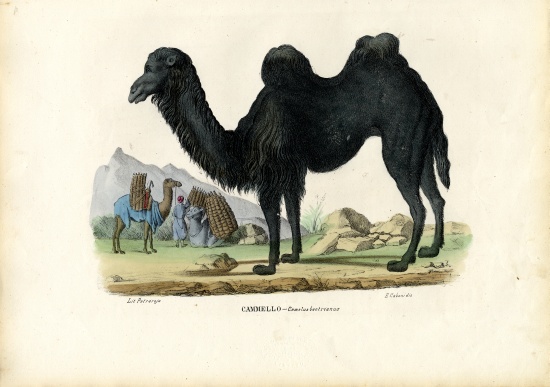 Bactrian Camel von Raimundo Petraroja