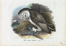 Barn Owl 1863-79