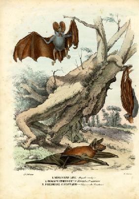 Bats 1863-79