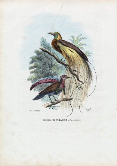 Bird Of Paradise von Raimundo Petraroja