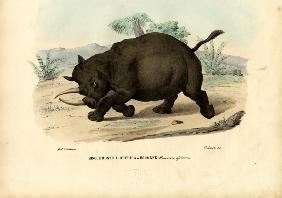 Black Rhinoceros 1863-79