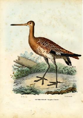 Black-Tailed Godwit 1863-79