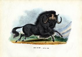 Black Wildebeest 1863-79