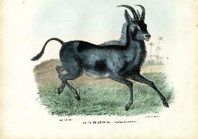 Bluebuck 1863-79