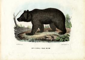 Brown Bear 1863-79