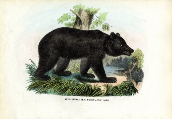 Brown Bear von Raimundo Petraroja