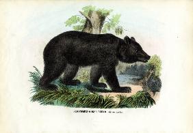 Brown Bear 1863-79