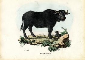 Buffalo 1863-79