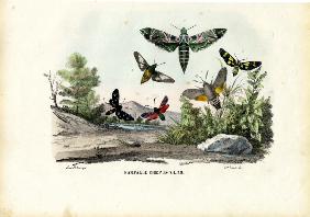 Butterflies 1863-79