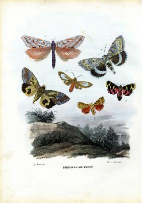 Butterflies 1863-79